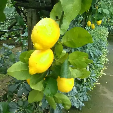 Apartamento Il Viale Massa Lubrense